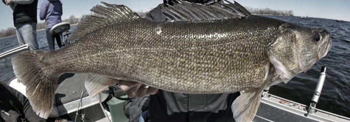 Fishing Guide Green Bay WI Walleye Fishing Guide Green Bay WI Walleye
